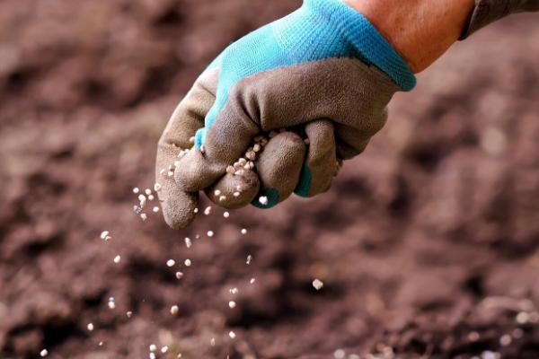 秋季如何防治白菜地蛆，种植前用辛硫磷颗粒与化肥混施入土中