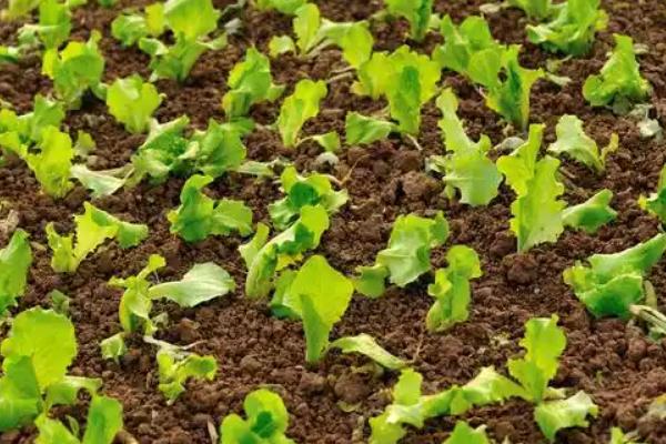 秋季如何防治白菜地蛆，种植前用辛硫磷颗粒与化肥混施入土中