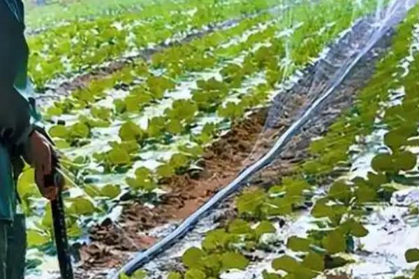 秋季如何防治白菜地蛆，种植前用辛硫磷颗粒与化肥混施入土中