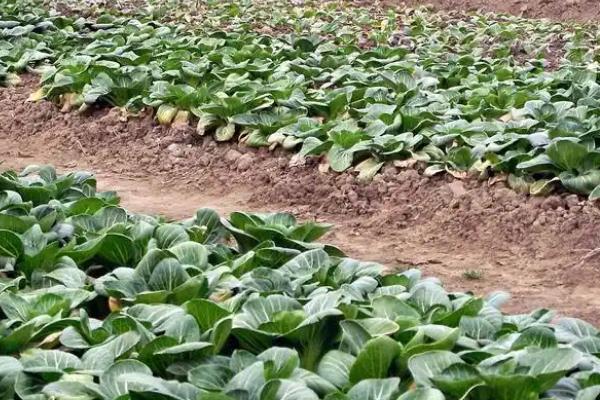 秋季如何防治白菜地蛆，种植前用辛硫磷颗粒与化肥混施入土中