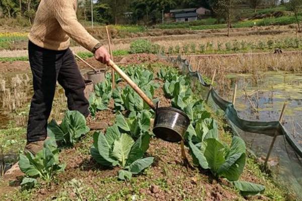 秋季如何防治白菜地蛆，种植前用辛硫磷颗粒与化肥混施入土中