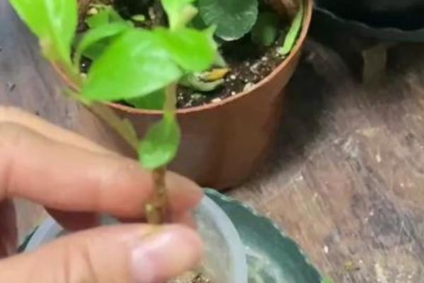 杜鹃花的繁殖方式，常见扦插、播种、压条等方法
