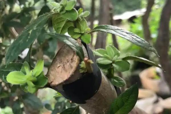 杜鹃花的繁殖方式，常见扦插、播种、压条等方法