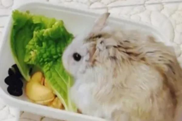 仓鼠不能吃什么东西，禁止饲喂杏仁、番茄叶、洋葱等食物