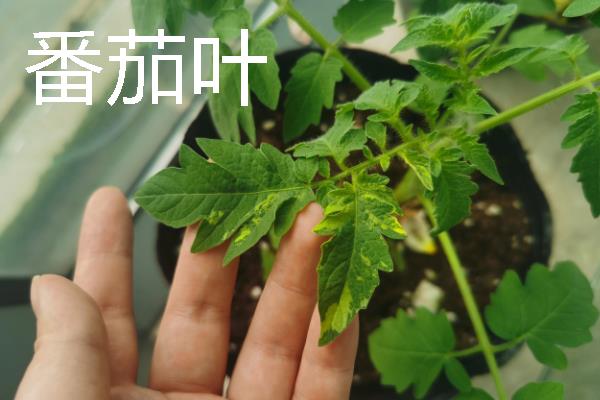 仓鼠不能吃什么东西，禁止饲喂杏仁、番茄叶、洋葱等食物