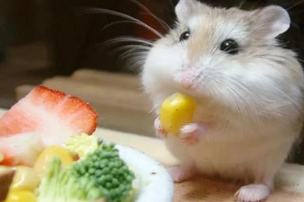 仓鼠不能吃什么东西，禁止饲喂杏仁、番茄叶、洋葱等食物