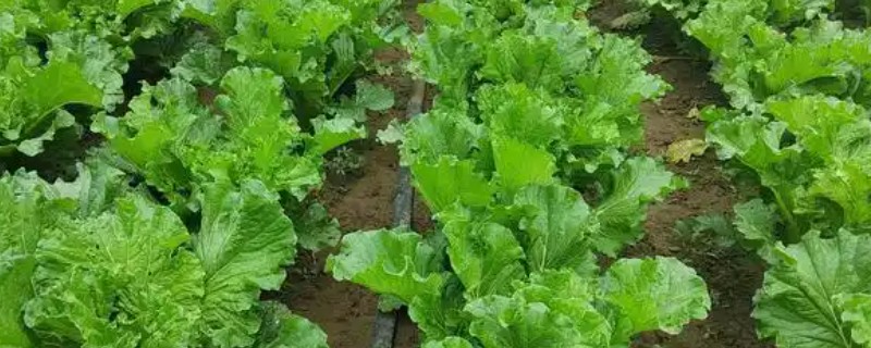 晚秋怎么防治蔬菜的病虫害，烧毁病残体可以减少越冬菌源