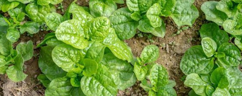 大叶木耳菜的种植方法，喜欢在温暖的条件下生长