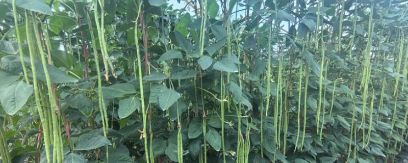 豇豆的无公害种植技术，棚室播种前用55℃水烫种