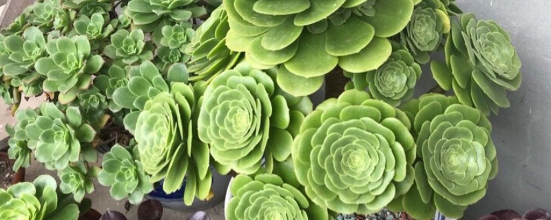 绿羊绒法师的养殖方法，需控制好浇水量