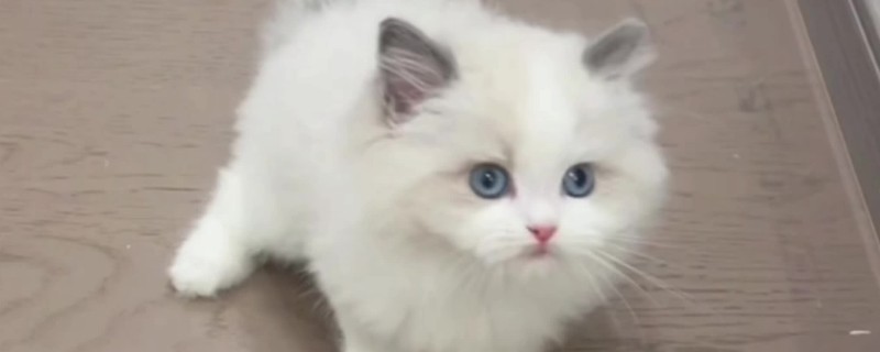 猫身上为什么会有跳蚤，在草丛玩耍容易感染跳蚤