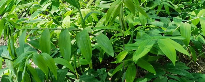 怎么种植黄精，每年除草3-4次左右
