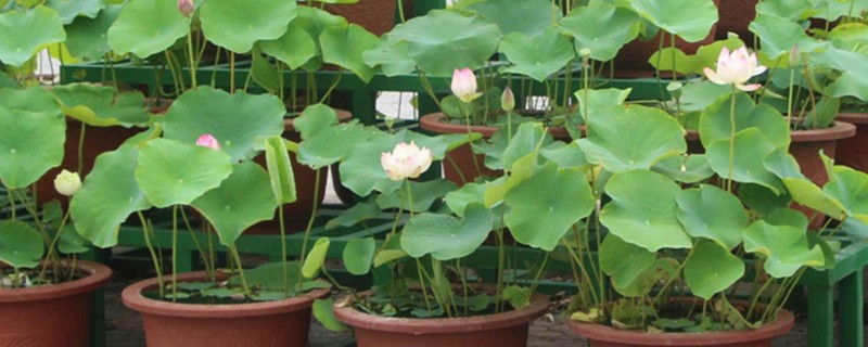 怎么种莲花，选择塑料盆或陶盆种植为佳