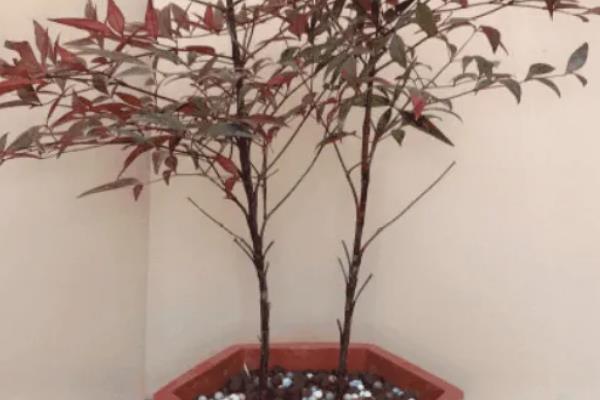 南天竹可以种坟前吗，能种但不建议种