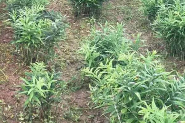 怎么种植黄精，每年除草3-4次左右