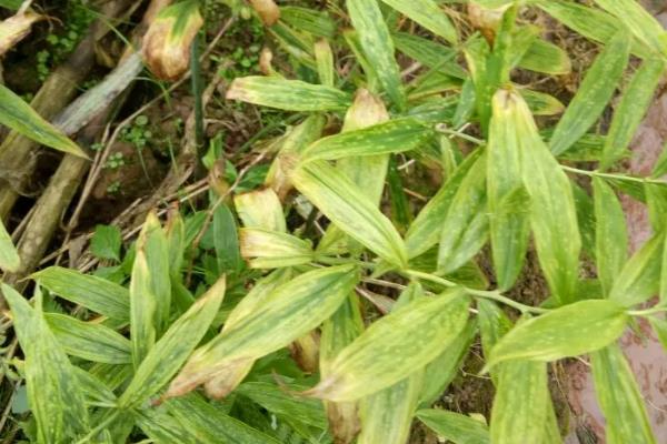 怎么种植黄精，每年除草3-4次左右