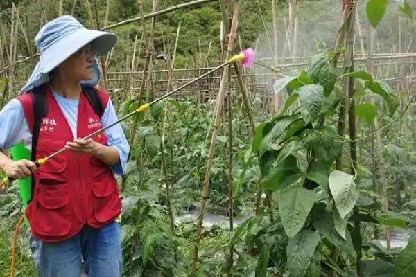 豆角保花保果农药什么时候打，通常在幼苗期、开花初期使用