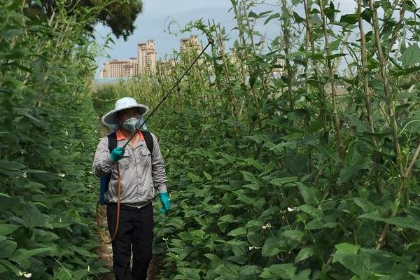 豆角保花保果农药什么时候打，通常在幼苗期、开花初期使用
