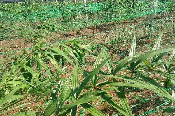 怎么种植黄精，每年除草3-4次左右