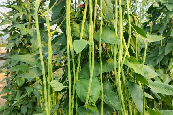 豆角保花保果农药什么时候打，通常在幼苗期、开花初期使用