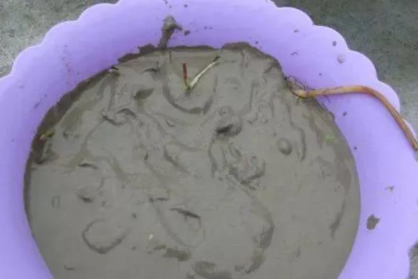 怎么种莲花,选择塑料盆或陶盆种植为佳