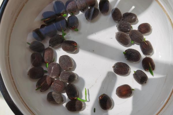 怎么种莲花,选择塑料盆或陶盆种植为佳