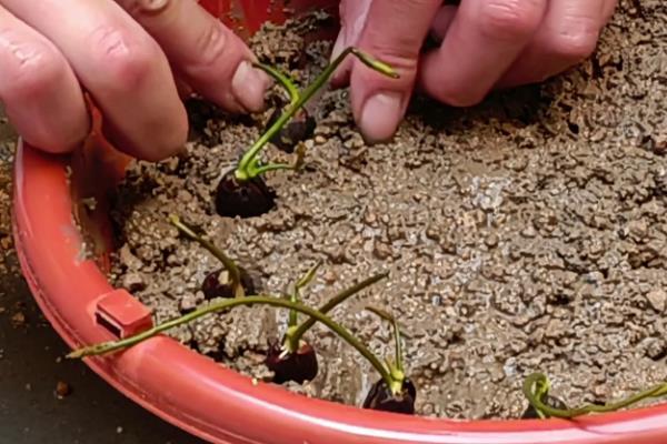 怎么种莲花,选择塑料盆或陶盆种植为佳