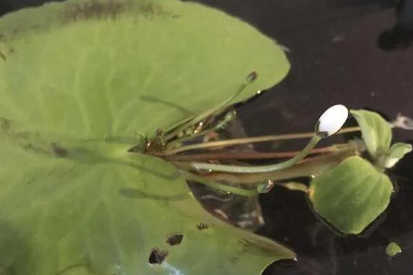 怎么种莲花,选择塑料盆或陶盆种植为佳