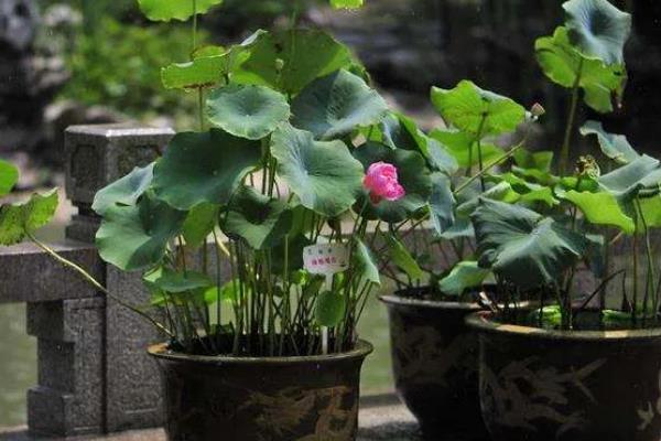 怎么种莲花,选择塑料盆或陶盆种植为佳