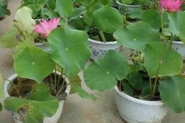 怎么种莲花,选择塑料盆或陶盆种植为佳