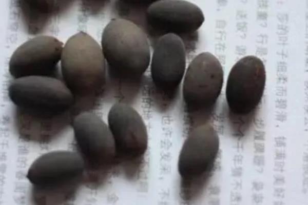 怎么种莲花,选择塑料盆或陶盆种植为佳