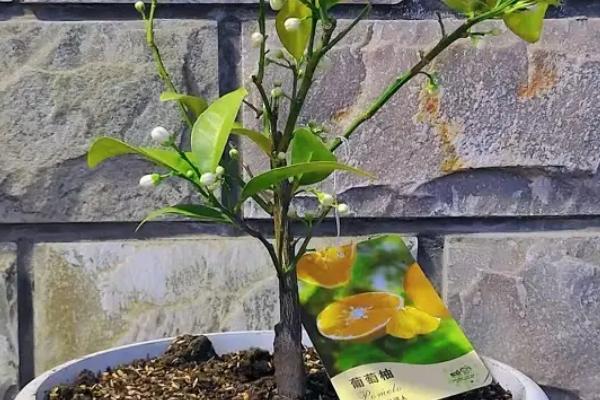 盆栽果树施肥注意事项，一定要注意施肥浓度及施肥量
