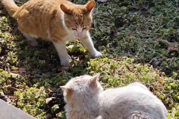 猫身上为什么会有跳蚤，在草丛玩耍容易感染跳蚤