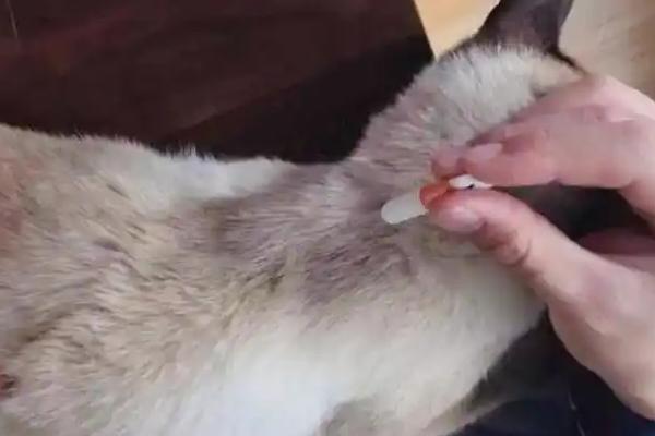猫身上为什么会有跳蚤，在草丛玩耍容易感染跳蚤