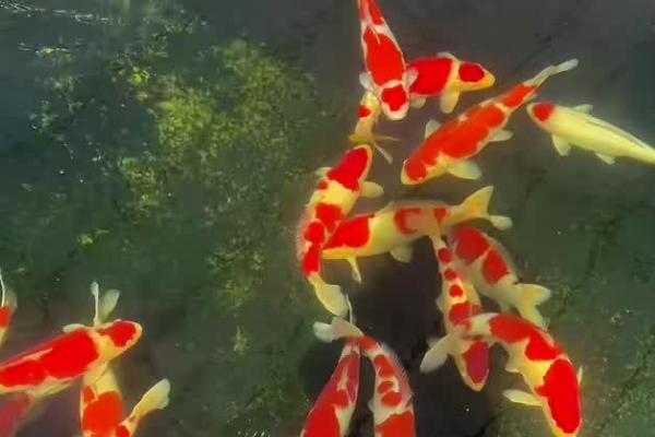 红白锦鲤的产地，主要分布在美洲、欧洲、亚洲