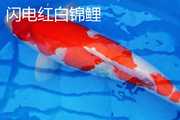 红白锦鲤的产地，主要分布在美洲、欧洲、亚洲