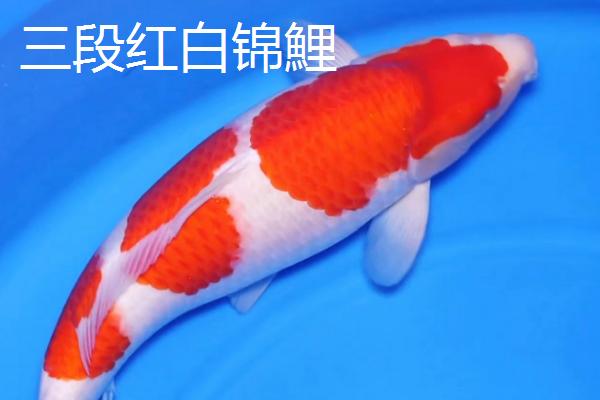 红白锦鲤的产地，主要分布在美洲、欧洲、亚洲