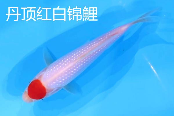 红白锦鲤的产地，主要分布在美洲、欧洲、亚洲