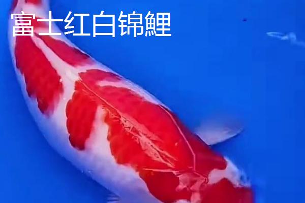 红白锦鲤的产地，主要分布在美洲、欧洲、亚洲