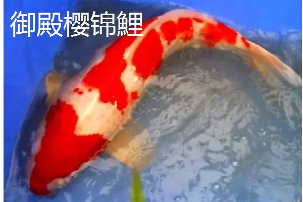 红白锦鲤的产地，主要分布在美洲、欧洲、亚洲