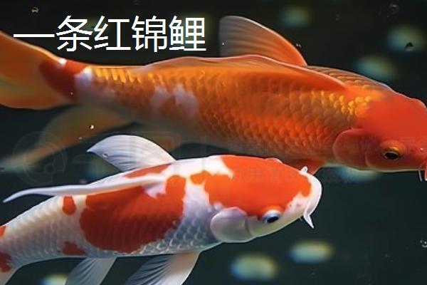 红白锦鲤的产地，主要分布在美洲、欧洲、亚洲