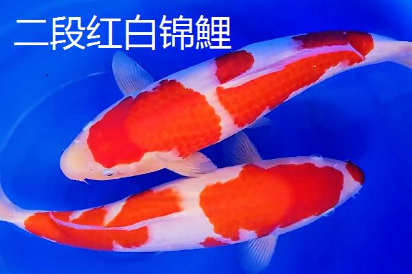 红白锦鲤的产地，主要分布在美洲、欧洲、亚洲