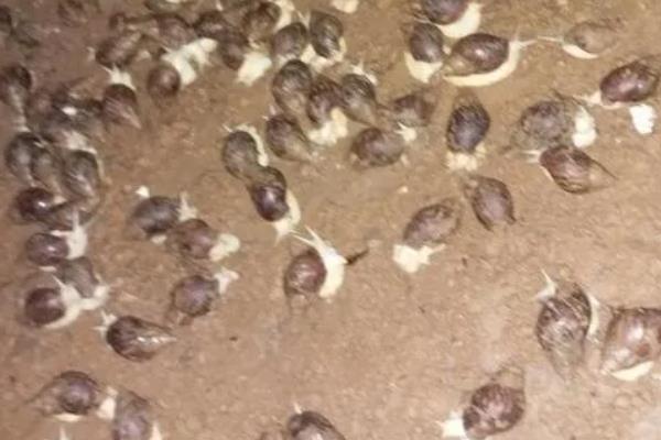 蜗牛没有壳能不能活，体内的水分会蒸发致死