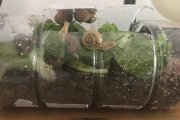 蜗牛没有壳能不能活，体内的水分会蒸发致死