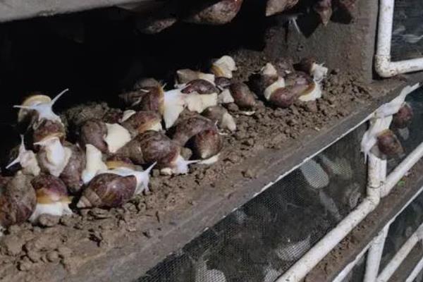蜗牛没有壳能不能活，体内的水分会蒸发致死