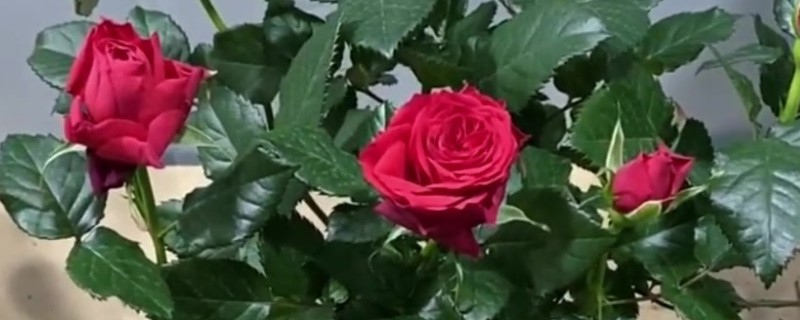 赤玫花是哪种花，是指玫瑰花