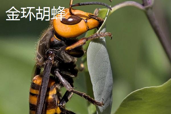 马蜂的品种，常见的有金环胡蜂、黄腰胡蜂等