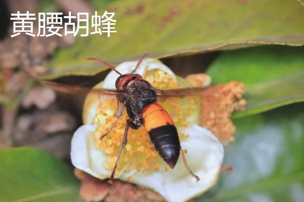马蜂的品种，常见的有金环胡蜂、黄腰胡蜂等