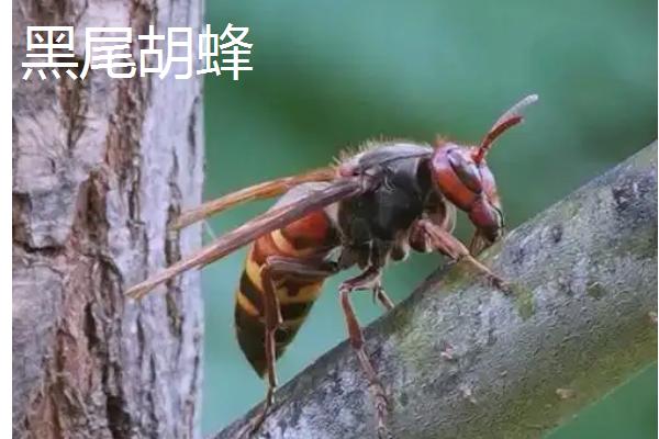 马蜂的品种，常见的有金环胡蜂、黄腰胡蜂等