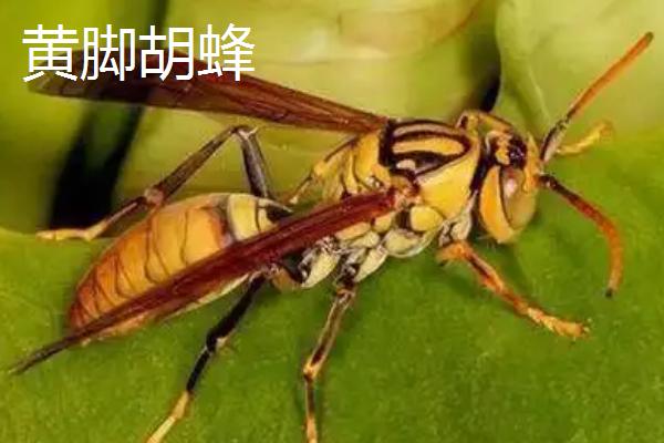 马蜂的品种，常见的有金环胡蜂、黄腰胡蜂等